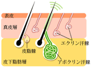 汗腺模式図