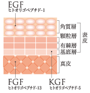 リジェ組織図