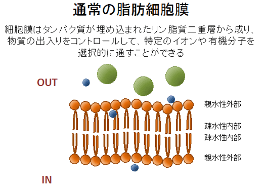 通常の脂肪細胞膜