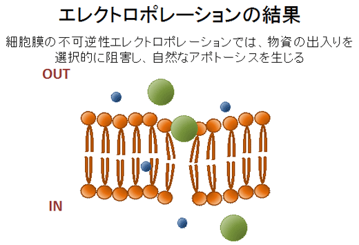 エレクトロポレーションの結果
